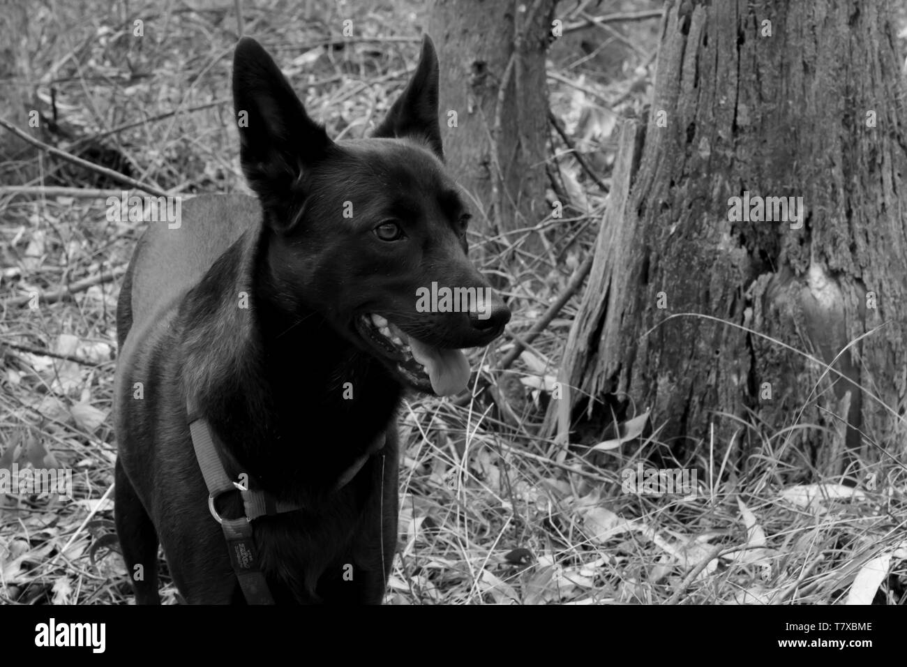 Süße schwarze Hund wandern im Wald, Natal Midlands, Südafrika. Stockfoto