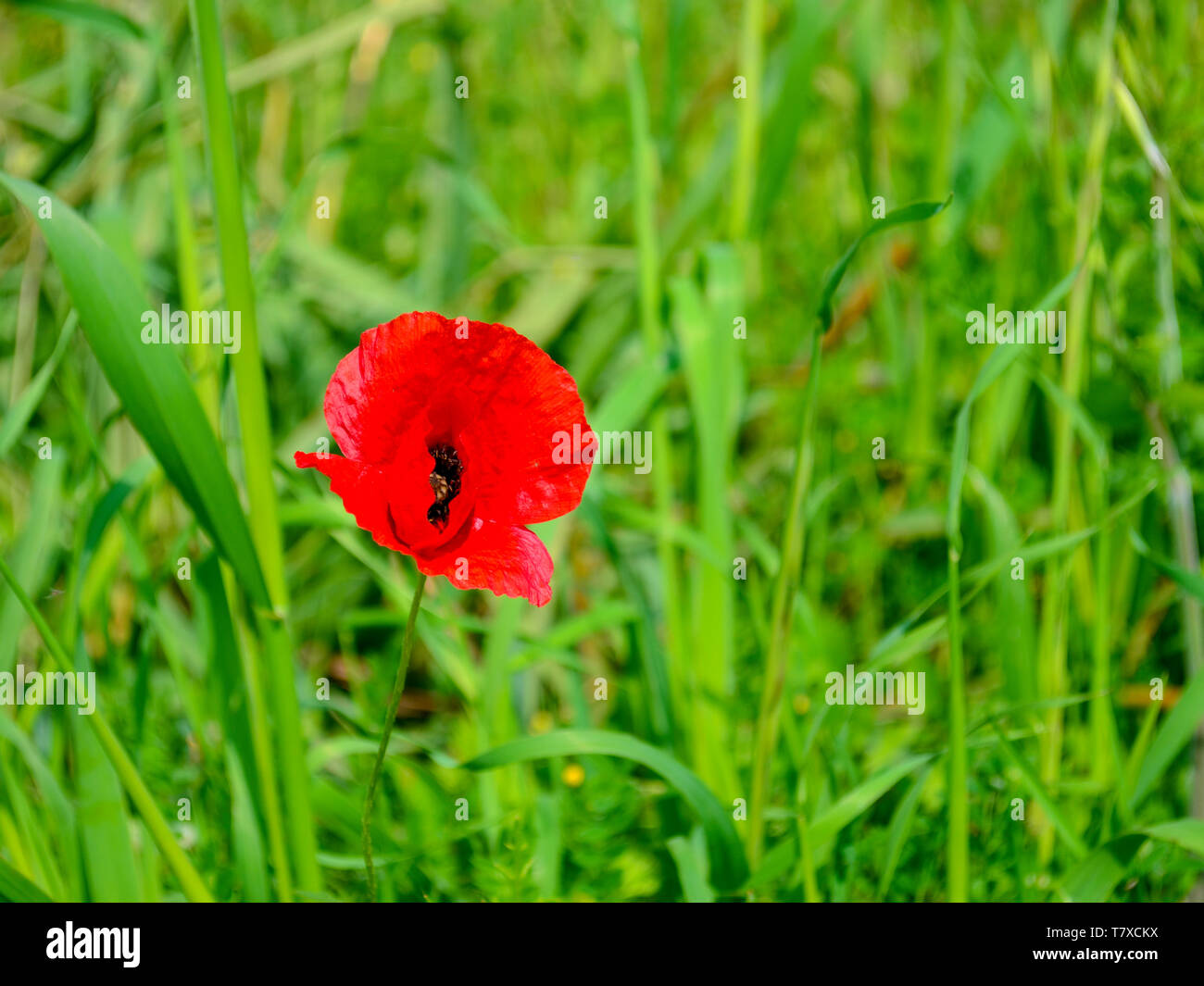 Eine Blume von Roter Mohn in einer grünen Gras Stockfoto