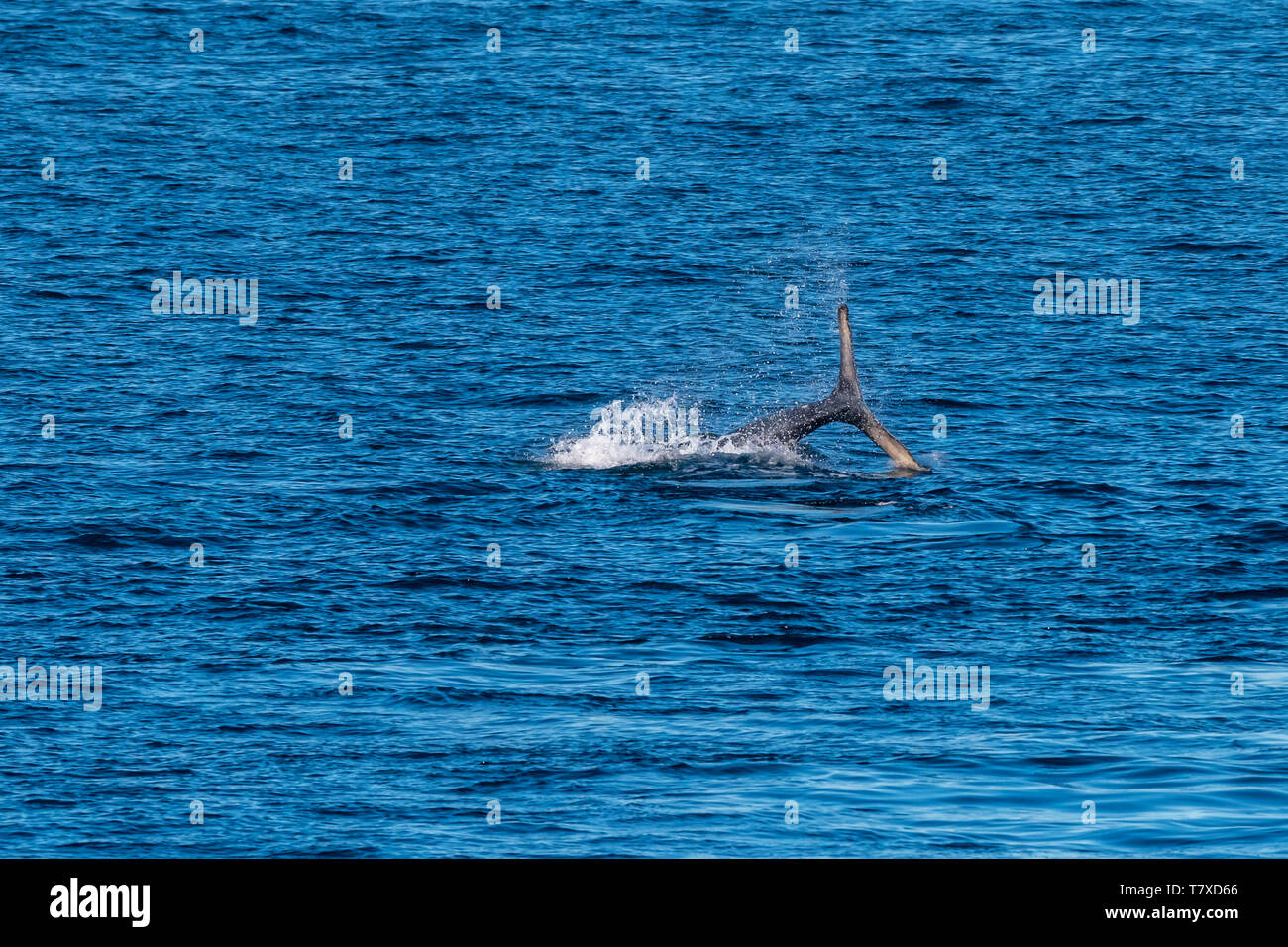 Buckelwale (Megaptera novaeangliae) Schwanzschlagen (smacking Oberfläche von Wasser mit seinen schwanzflossen) vor der Küste von Baja California, Mexiko. Stockfoto