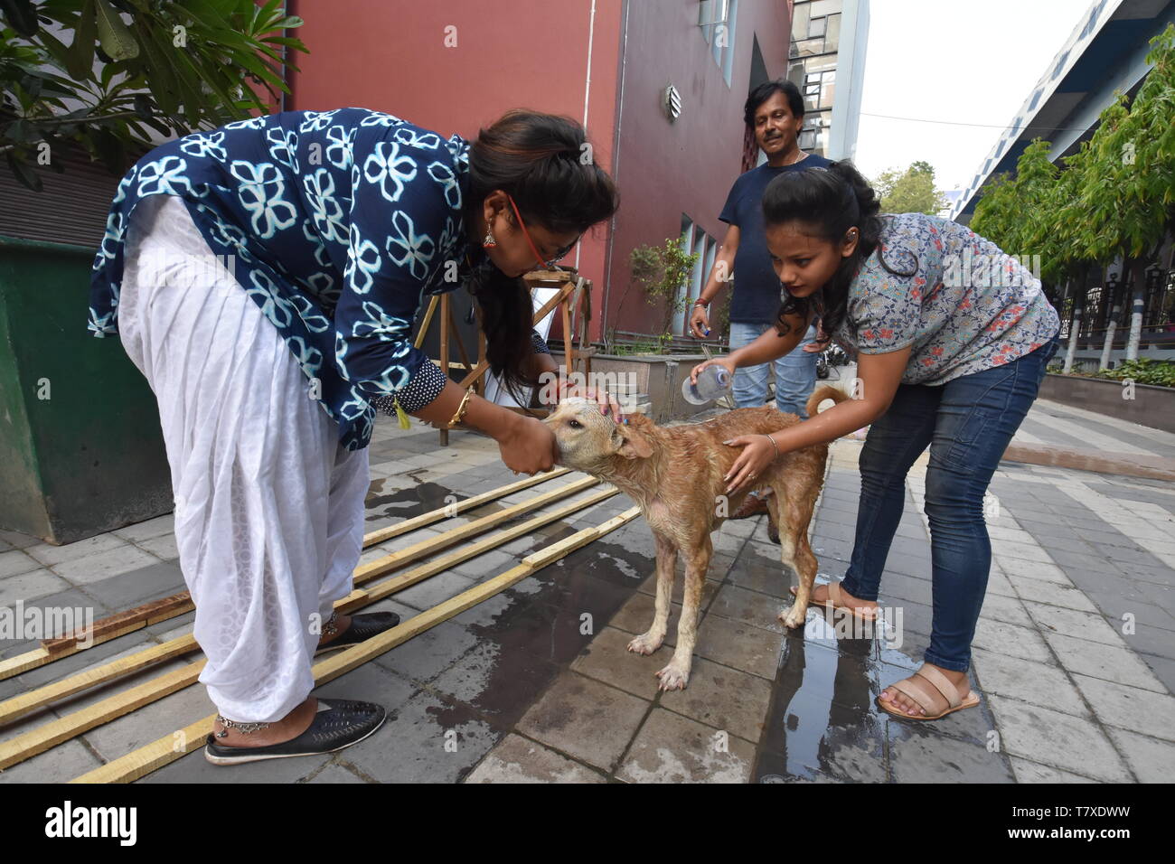 Kolkata, Indien. 9. Mai, 2019. Eine Straße Hund wird mit Shampoo, die von einer Gruppe von Jugendlichen in 38 Grad Celsius heißer Sommer an der Rabindra Sadan gebadet Stockfoto