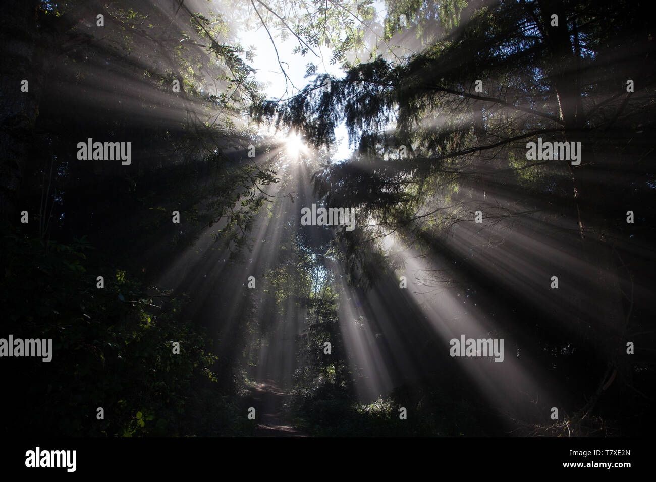 Wald: Lichtstrahlen durch Bäume Stockfoto