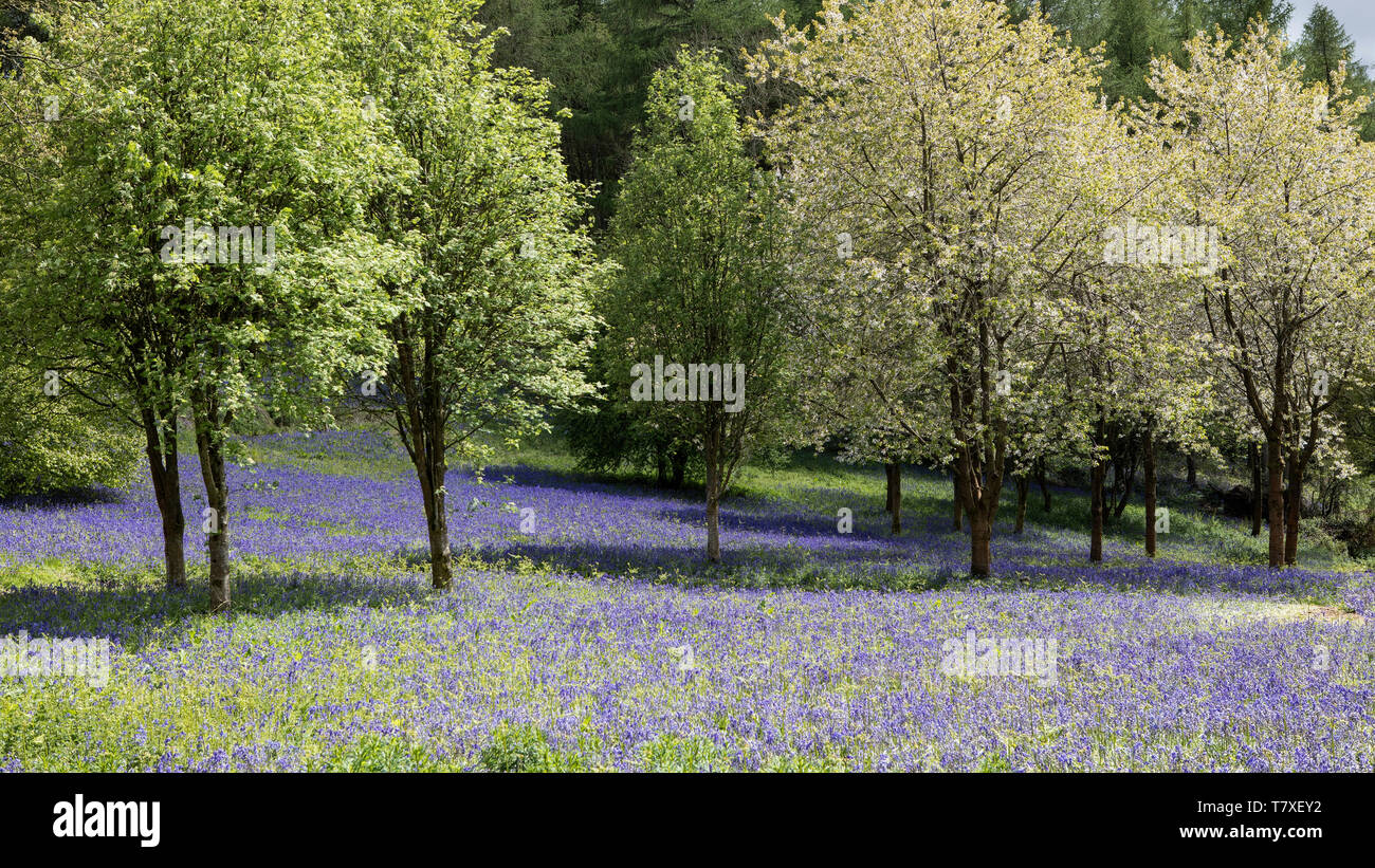 Tal der bluebells mit blühenden Bäumen Stockfoto