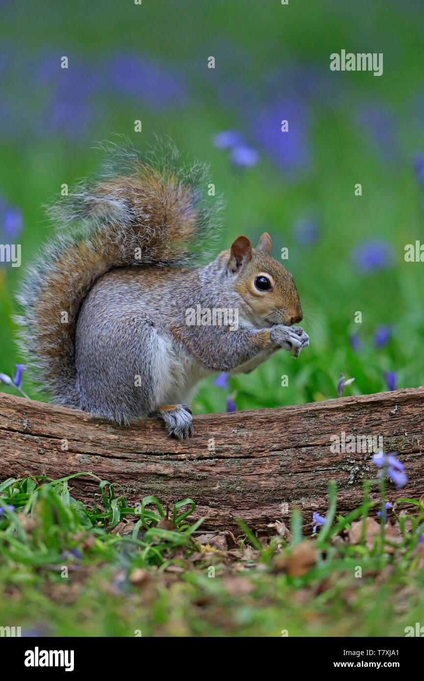 Graue Eichhörnchen in der bluebells im Wald von Dean Stockfoto