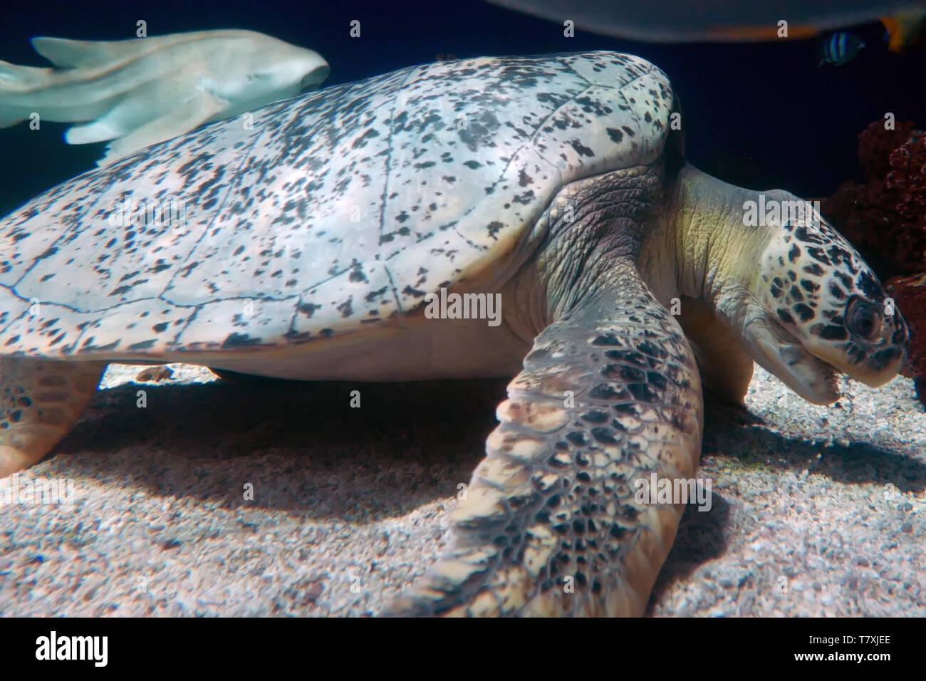 Schildkröten und Haie schwimmen im tiefen Ozean Stockfoto