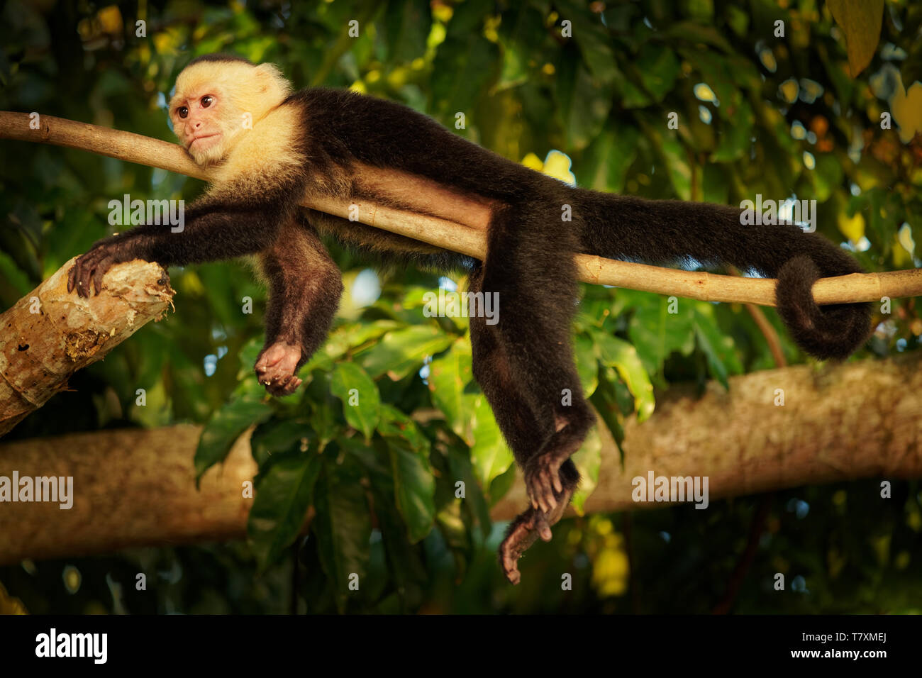 Kolumbianische white-faced Kapuziner (Cebus capucinus), Kolumbianische white-headed Kapuziner oder Kolumbianischen white-throated Kapuziner Affe, neue Welt der Familie Stockfoto