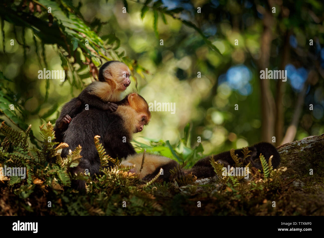 Kolumbianische white-faced Kapuziner (Cebus capucinus), Kolumbianische white-headed Kapuziner oder Kolumbianischen white-throated Kapuziner Affe, neue Welt der Familie Stockfoto