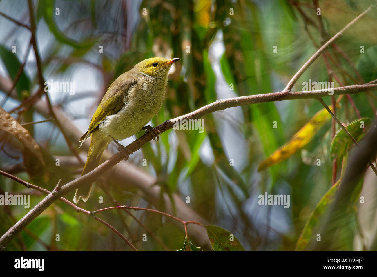 Weiß - plumed Honeyeater - Ptilotula penicillata) aus endemisch in Australien. Weiß - plumed honeyeaters sind gemeinsame rund um Wasser und sind von Stockfoto