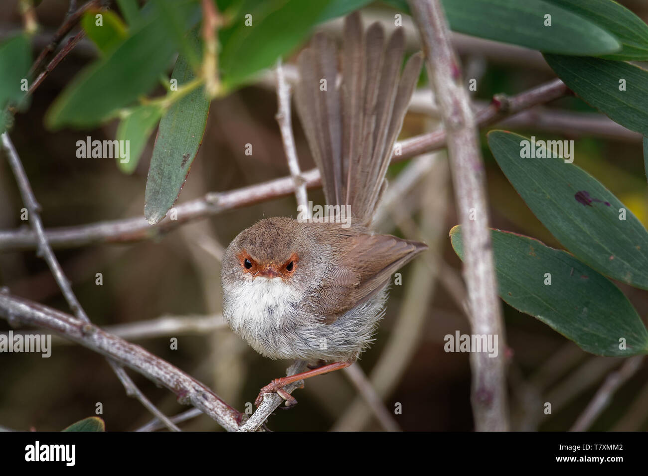Hervorragende Fairywren - Malurus cyaneus - aus der Australasian wren Familie, Maluridae und ist üblich und bekannt in ganz Südosteuropa Austra Stockfoto