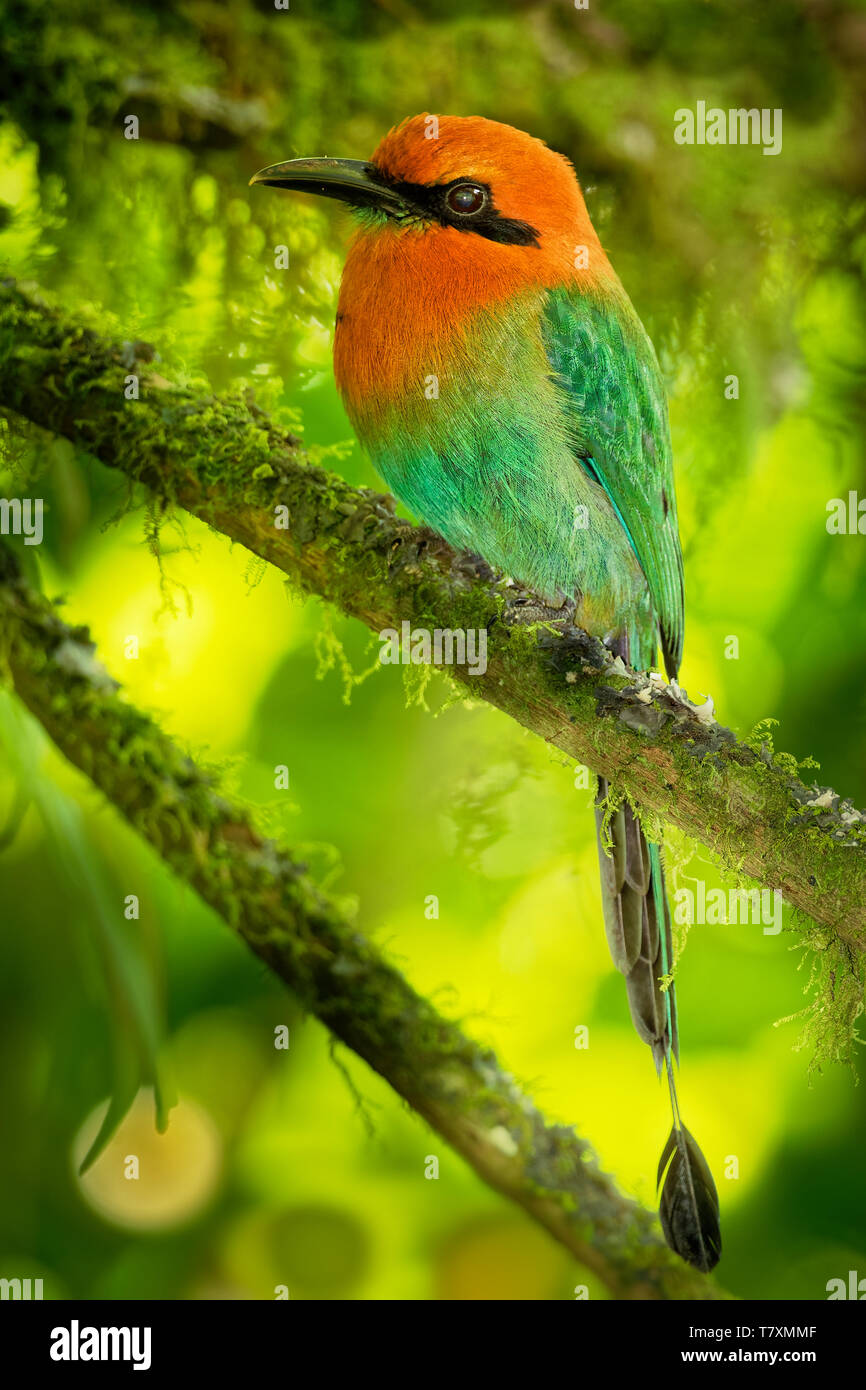 Breite-billed Motmot Freie-elektronen-platyrhynchum in Bolivien, Brasilien, Kolumbien, Costa Rica, Ecuador, Honduras, Nicaragua, Panama, Peru gefunden. Natürliche Gewohnheit Stockfoto