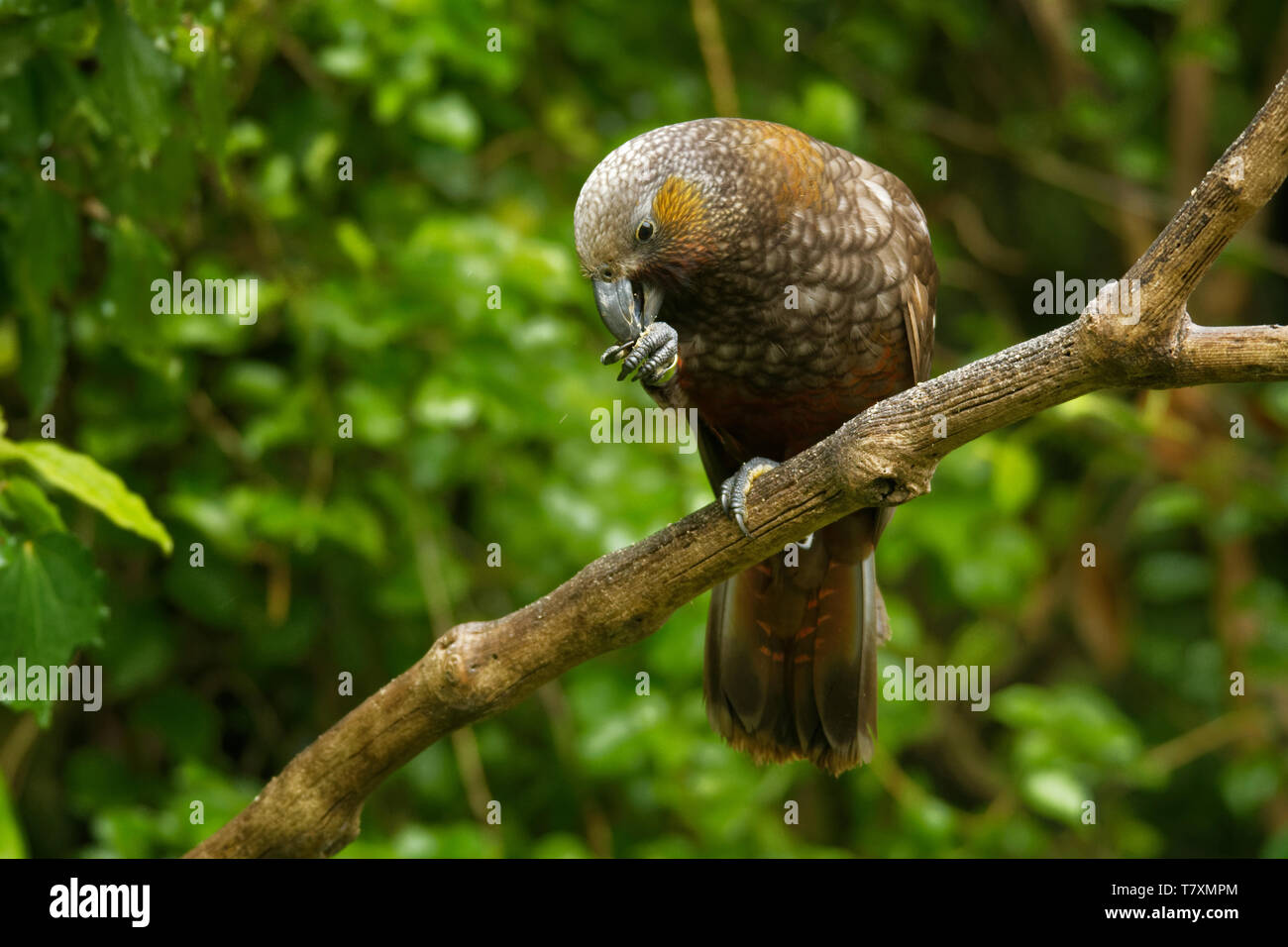 Kaka - Nestor meridionalis - endemische Sittich leben in Wäldern von Neuseeland. Stockfoto