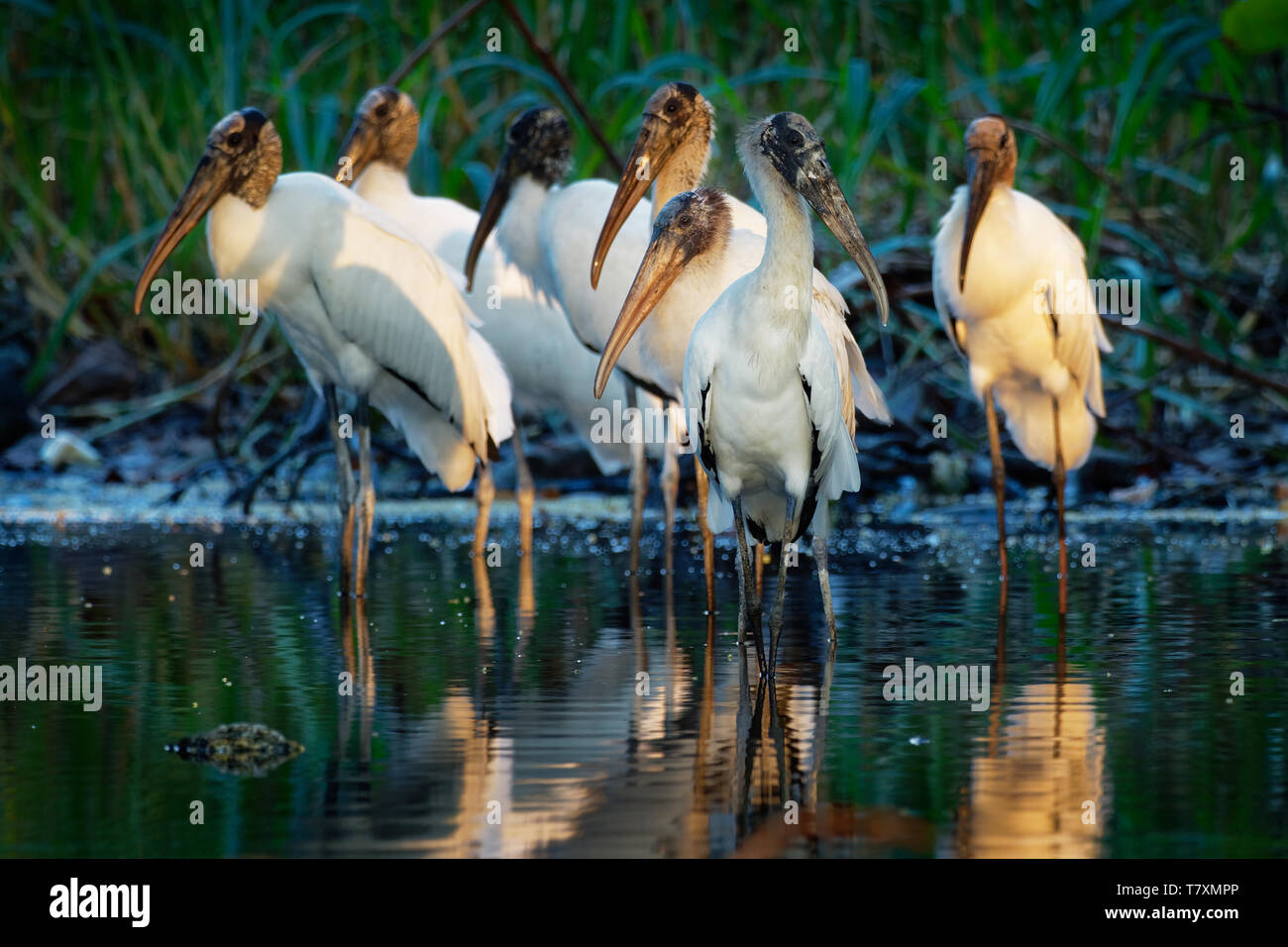 Holz Storch - mycteria Americana früher den Wald ibis genannt. In subtropischen und tropischen Lebensräume in Amerika gefunden. Stockfoto