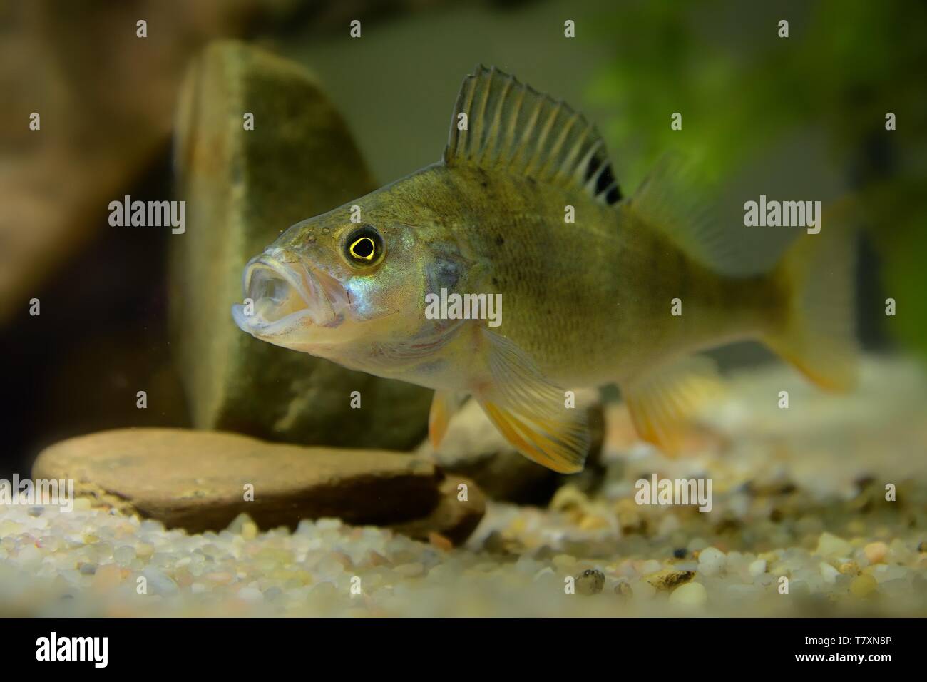 Englisch Barsch (Perca fluviatilis) Unterwasser Bild. Fisch ruht auf der Unterseite des Flusses. Stockfoto