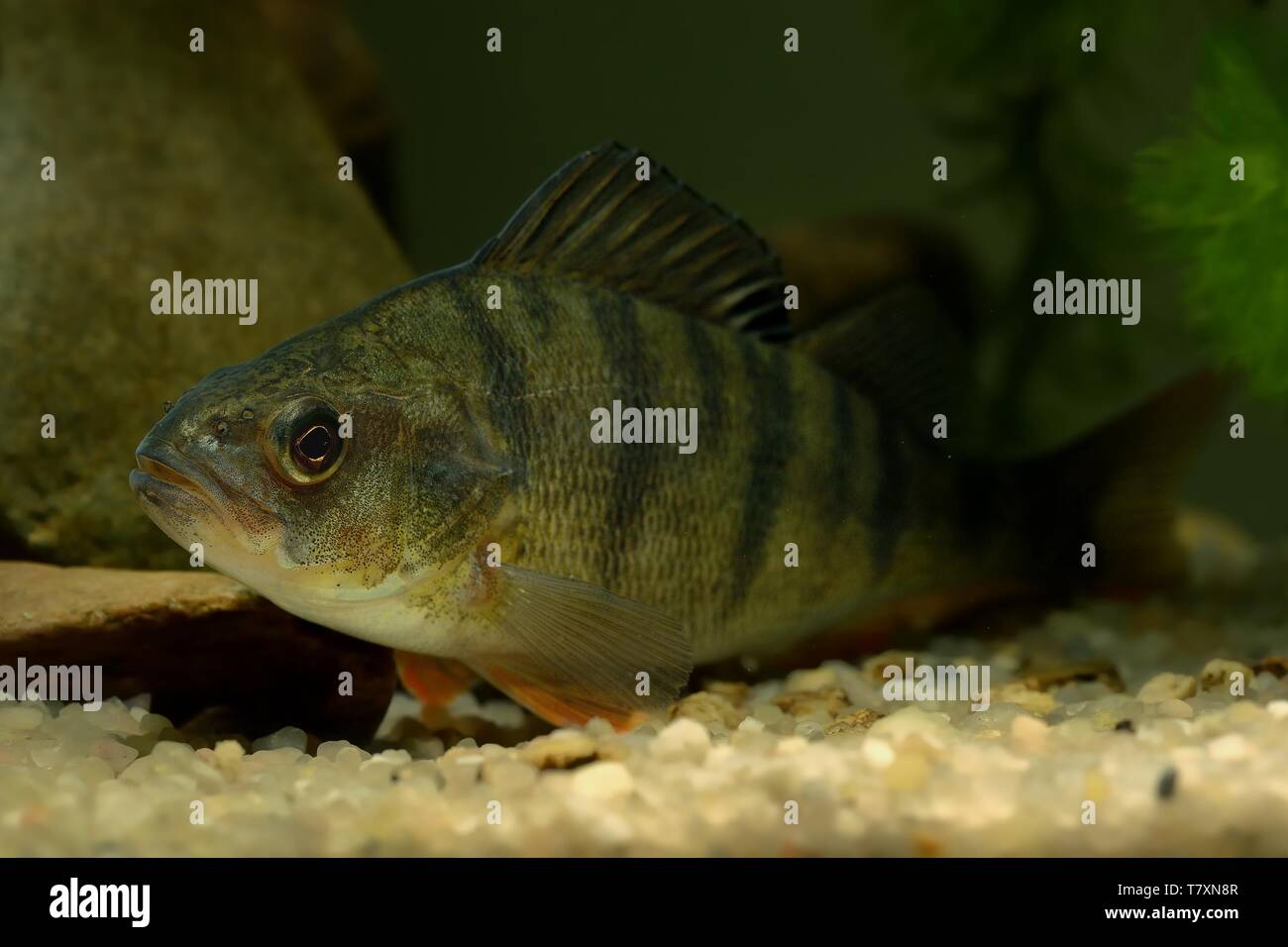 Englisch Barsch (Perca fluviatilis) Unterwasser Bild. Fisch ruht auf der Unterseite des Flusses. Stockfoto