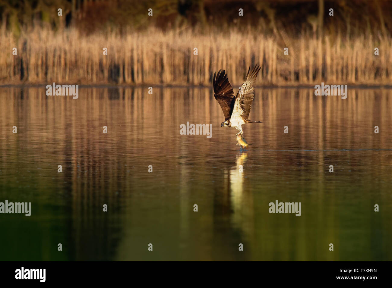 Fischadler, Pandion haliaetus Raubvogel Jagd Fischen, auch "Sea Hawk, Fluss hawk und Fish Hawk - ist eine Tagaktive, Fisch-essen Greifvogel mit ein Stockfoto