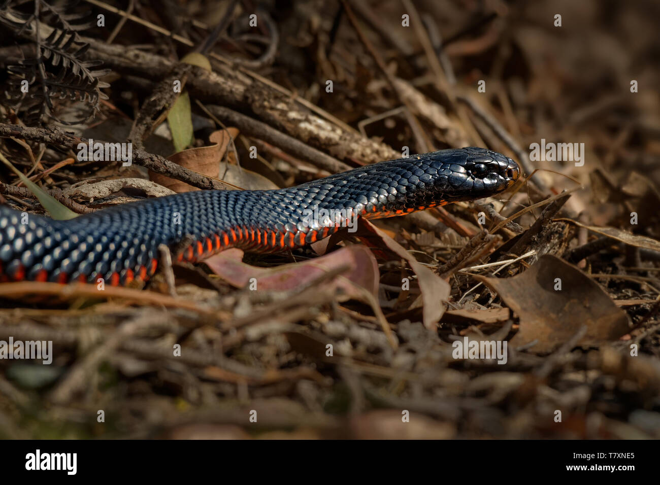 Red-bellied Black Snake - Pseudechis porphyriacus Arten von elapid Schlange native zum östlichen Australien. Stockfoto