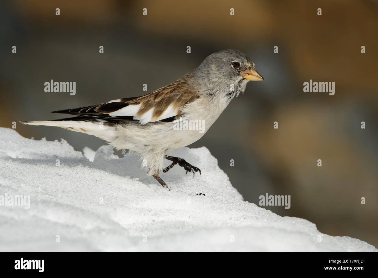 White-winged Snowfinch - Montifringilla nivalis auf dem Schnee in den Alpen im Winter (Zell am See, Kaprun). Stockfoto