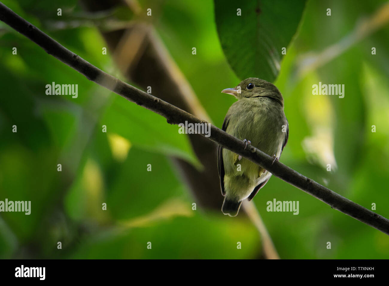 Red-capped Manakin - Ceratopipra Pipridae mentalis Vogel in der Familie. Es ist in Belize, Kolumbien, Costa Rica, Ecuador, Guatemala, Honduras, Mex gefunden Stockfoto