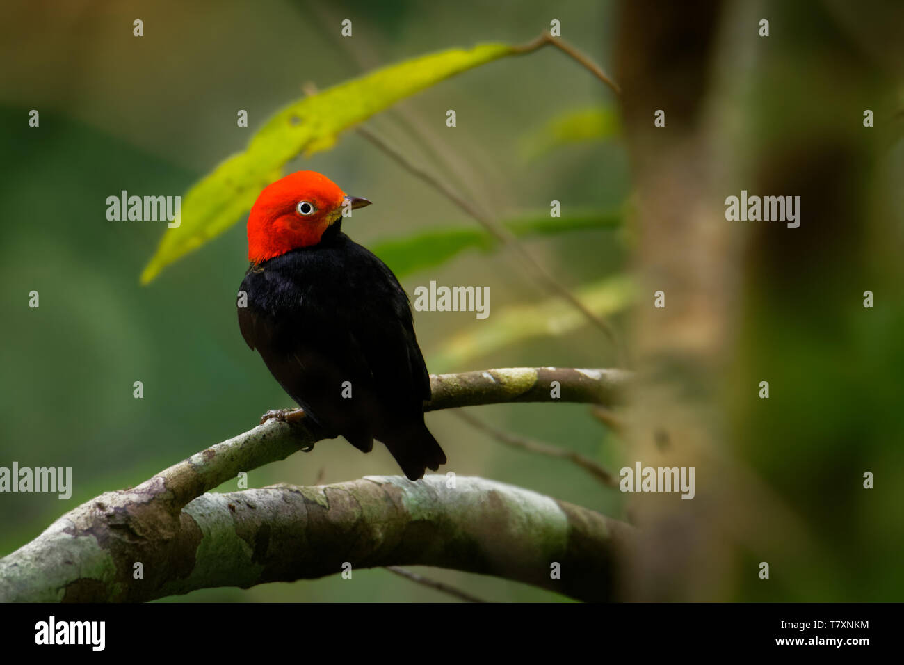 Red-capped Manakin - Ceratopipra Pipridae mentalis Vogel in der Familie. Es ist in Belize, Kolumbien, Costa Rica, Ecuador, Guatemala, Honduras, Mex gefunden Stockfoto