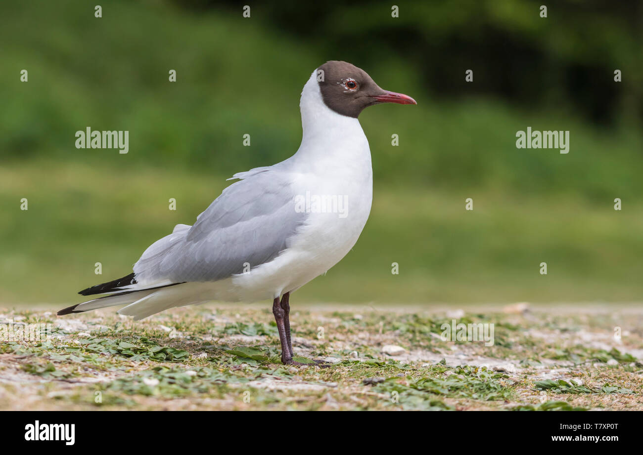 Nach schwarze Möwe (Chroicocephalus ridibundus) Zucht im Gefieder auf Land im Frühjahr in West Sussex, England, UK, geleitet. Stockfoto