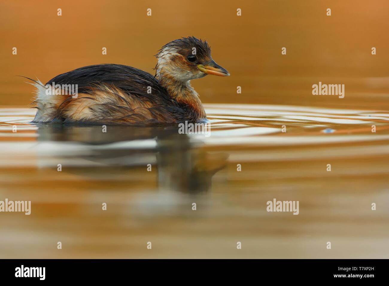 - Zwergtaucher Tachybaptus ruficollis schwimmen auf dem Wasser. Stockfoto