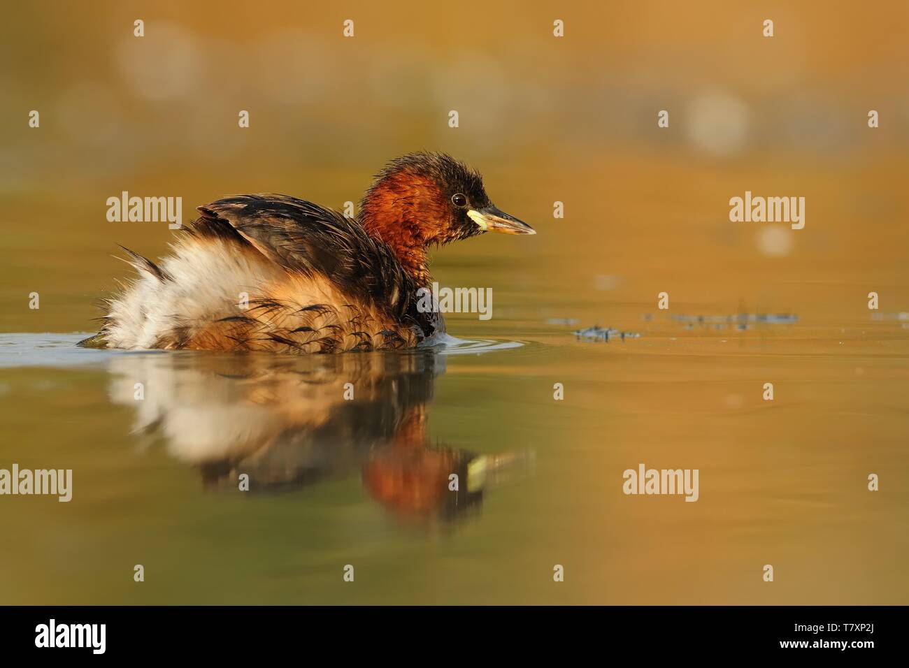 - Zwergtaucher Tachybaptus ruficollis schwimmen auf dem Wasser. Stockfoto