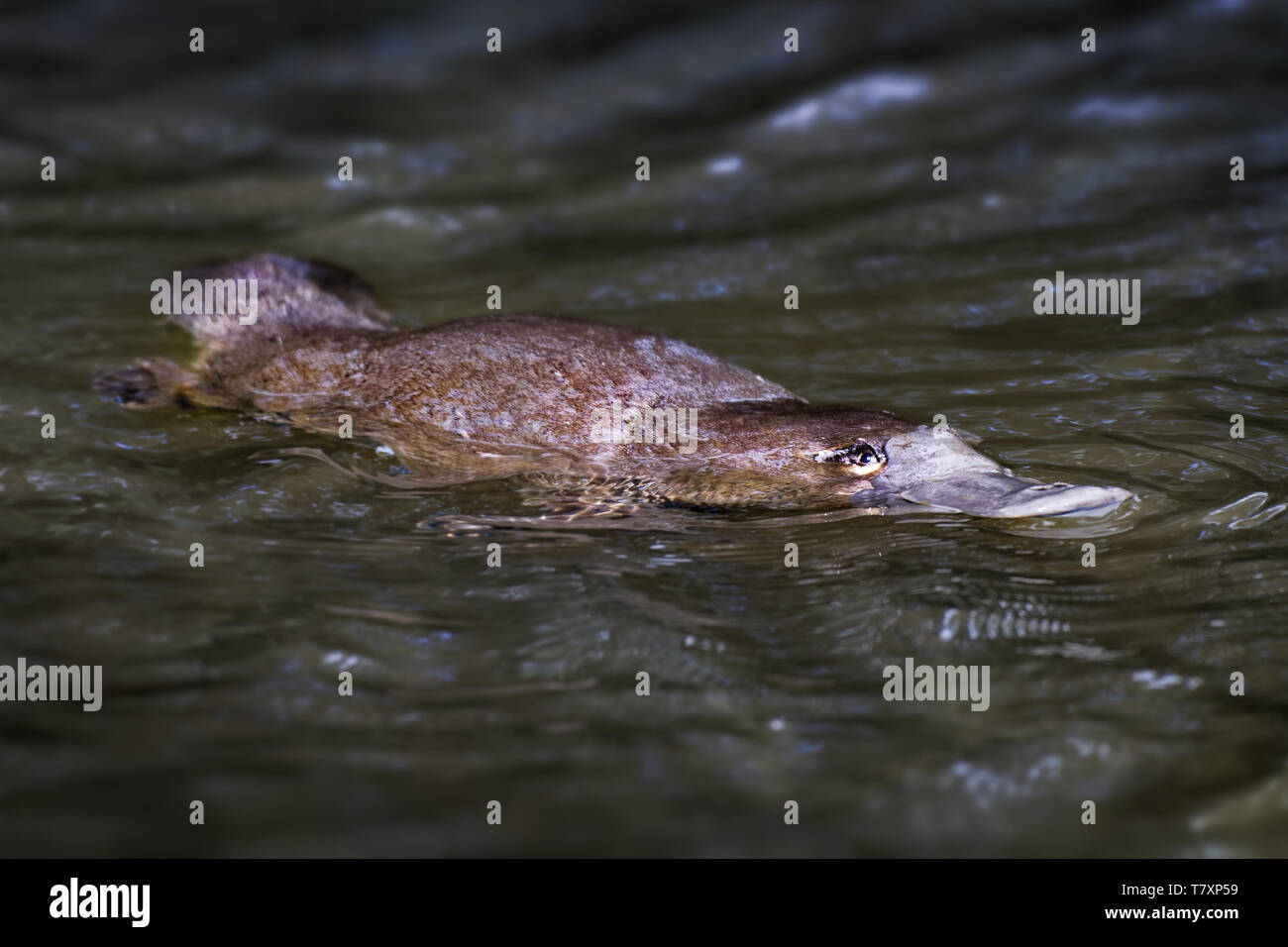 Schnabeltier - Ornithorhynchus anatinus Festlegung Säugetier endemisch im Osten von Australien, Tasmanien, Duck-billed Platypus, semiaquatic Ei -. Stockfoto