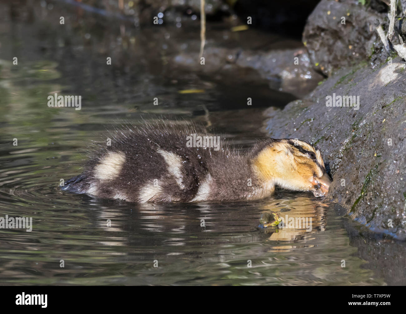 Baby duckling Stockente (Anas platyrhynchos) in Wasser im Frühjahr in West Sussex, England, UK. Stockfoto