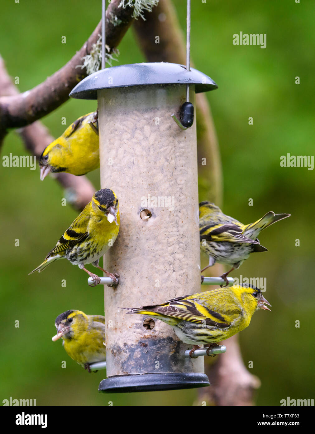 Siskins, Spinus spinus, auf einem Bird Feeder, Dumfries and Galloway, Schottland Stockfoto
