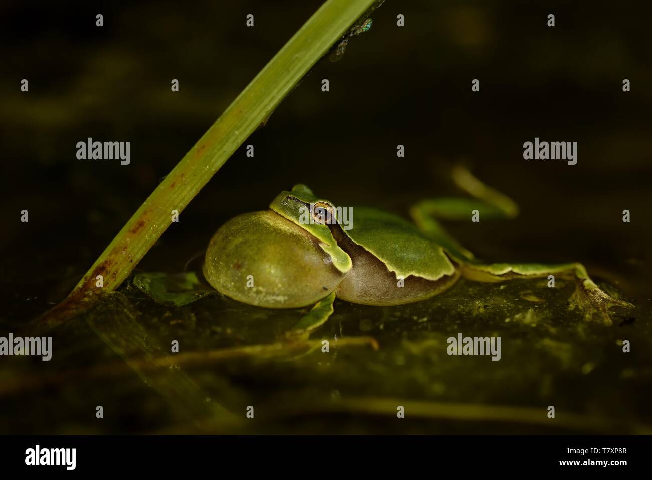 Europäische Treefrog - Hyla arborea in dem kleinen Teich, Gesang Frosch. Stockfoto