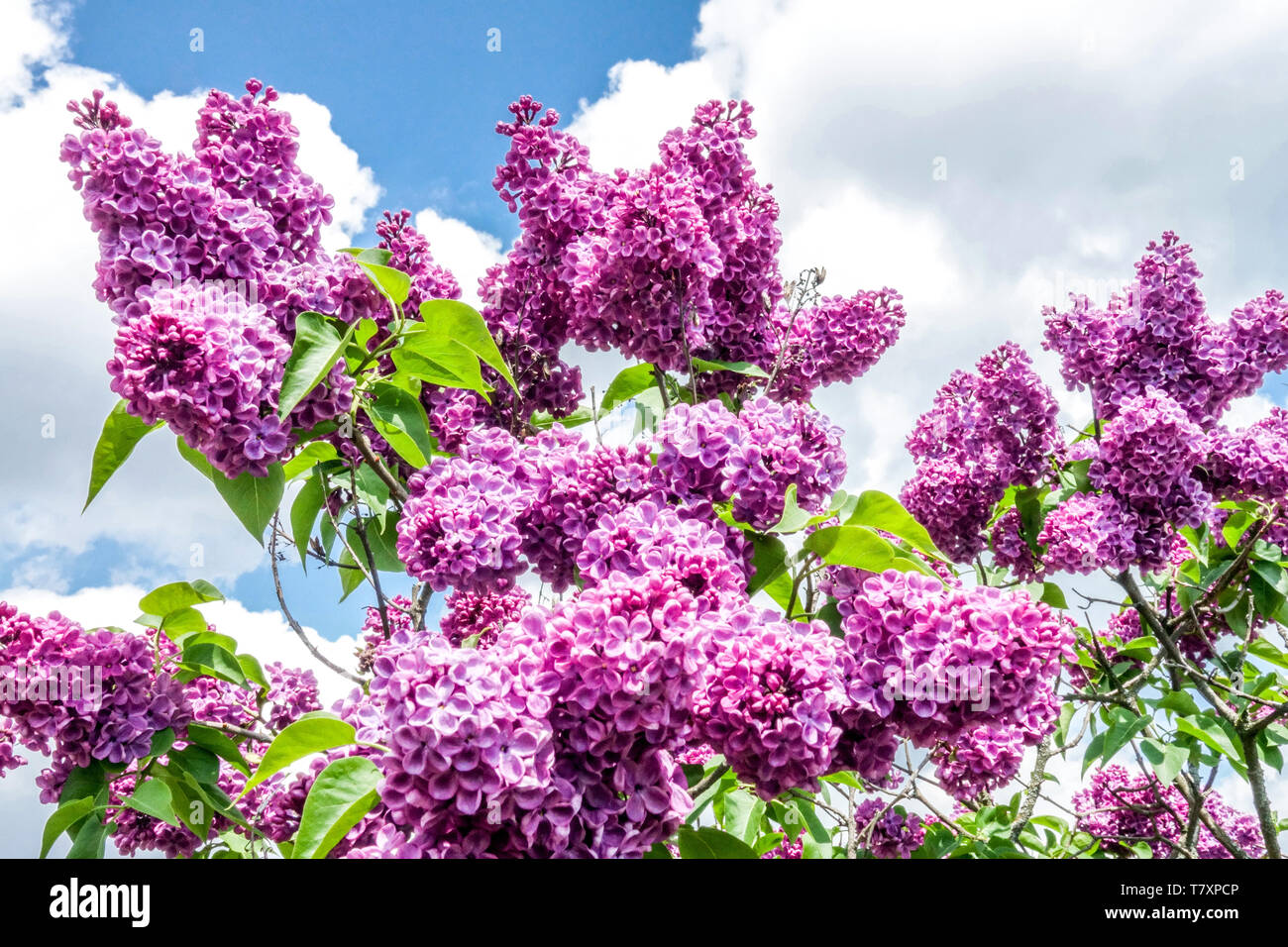 Flieder, Syringa 'Prodige' Gartenstrauch Blumen Stockfoto