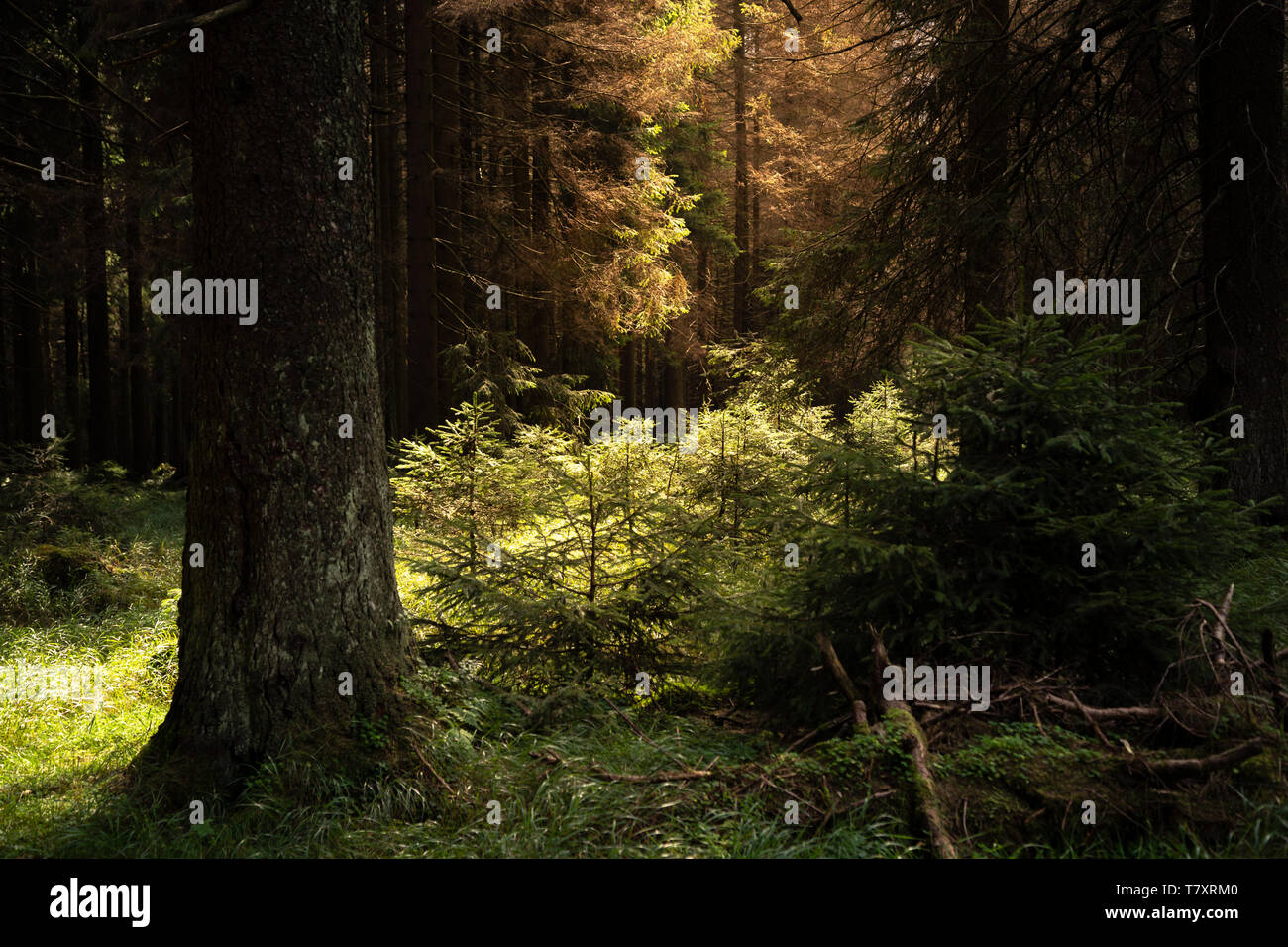 Warmen Morgenlicht in der Natur Wald Stockfoto