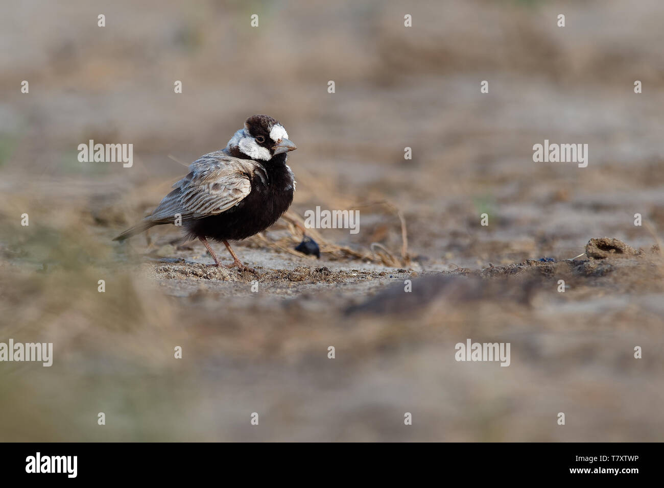Schwarz - gekrönte Sparrow-Lark - Eremopterix nigriceps in der Wüste von Boa Vista nach Essen suchen Stockfoto
