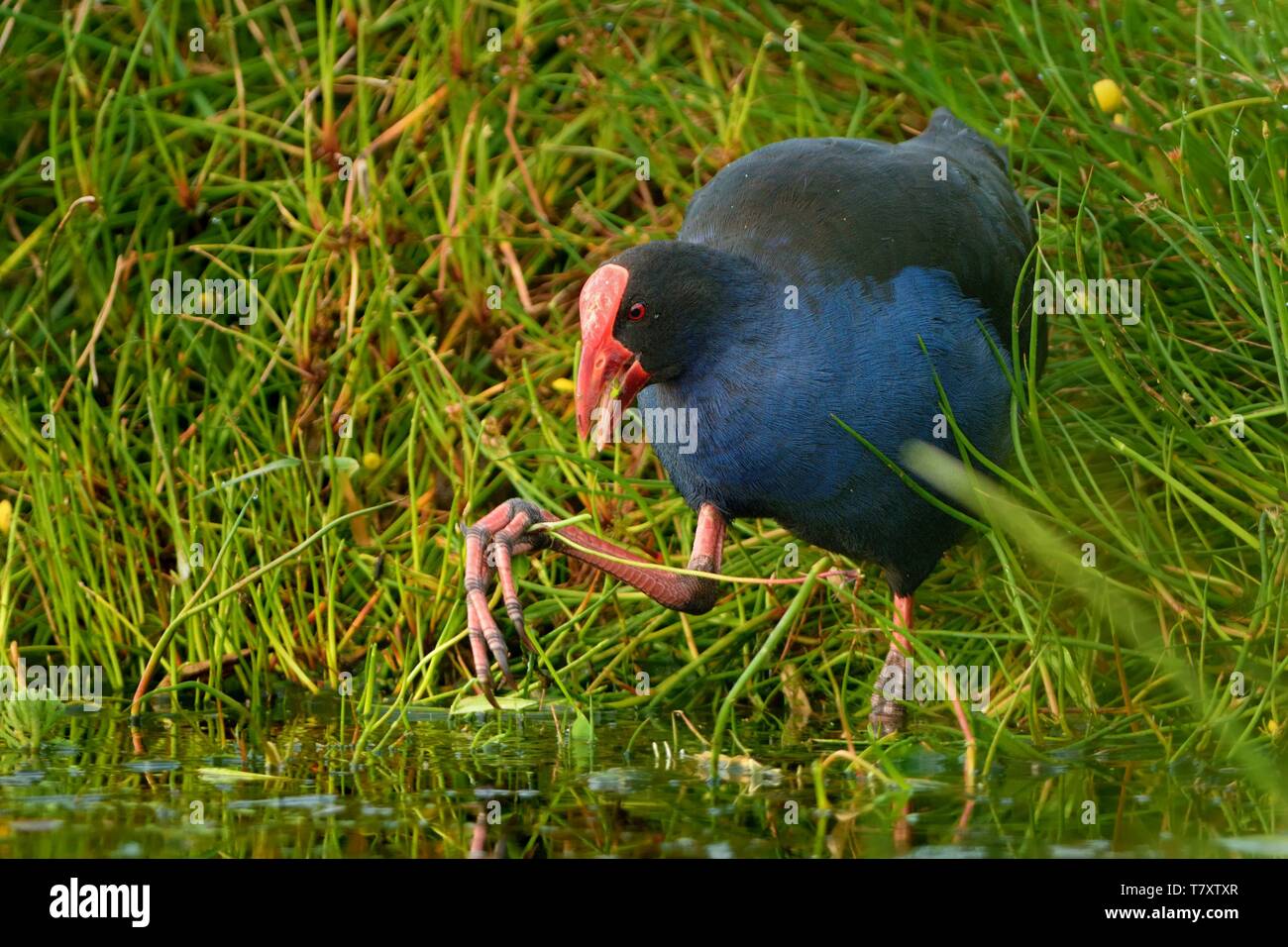 Pukeko (Porphyrio porphyrio melanotus) steht auf einer Wiese in der Nähe des Sees und Halten der Haulm von Gras in Thorn. Stockfoto