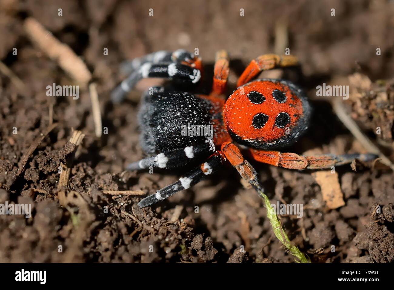 Spider Eresus moravicus - Mann sucht Frau. Mähren, Tschechien, Europa. Stockfoto
