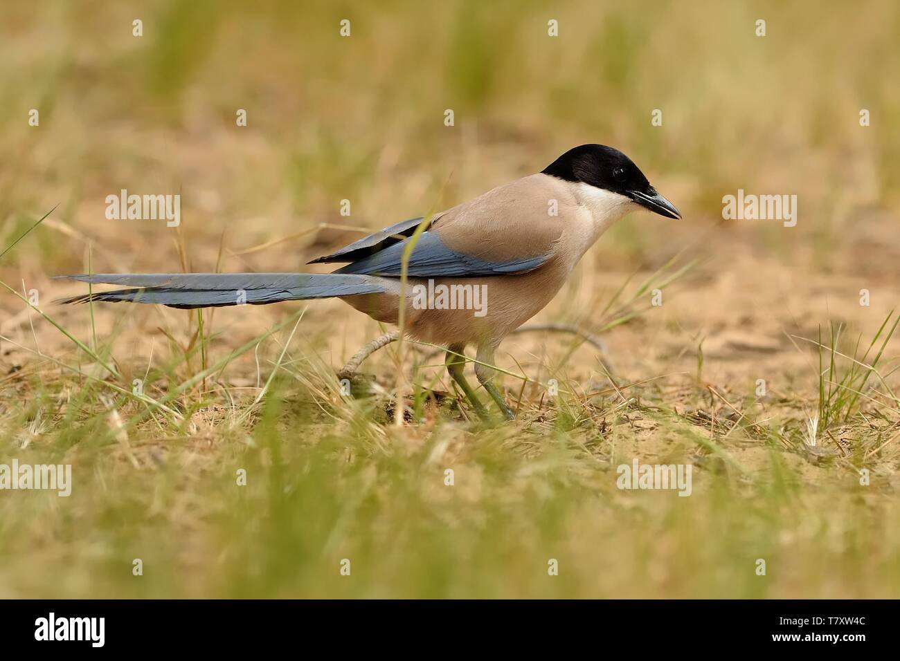 Azure - winged Magpie (Cyanopica cyanus) auf der Suche nach dem Essen. Stockfoto