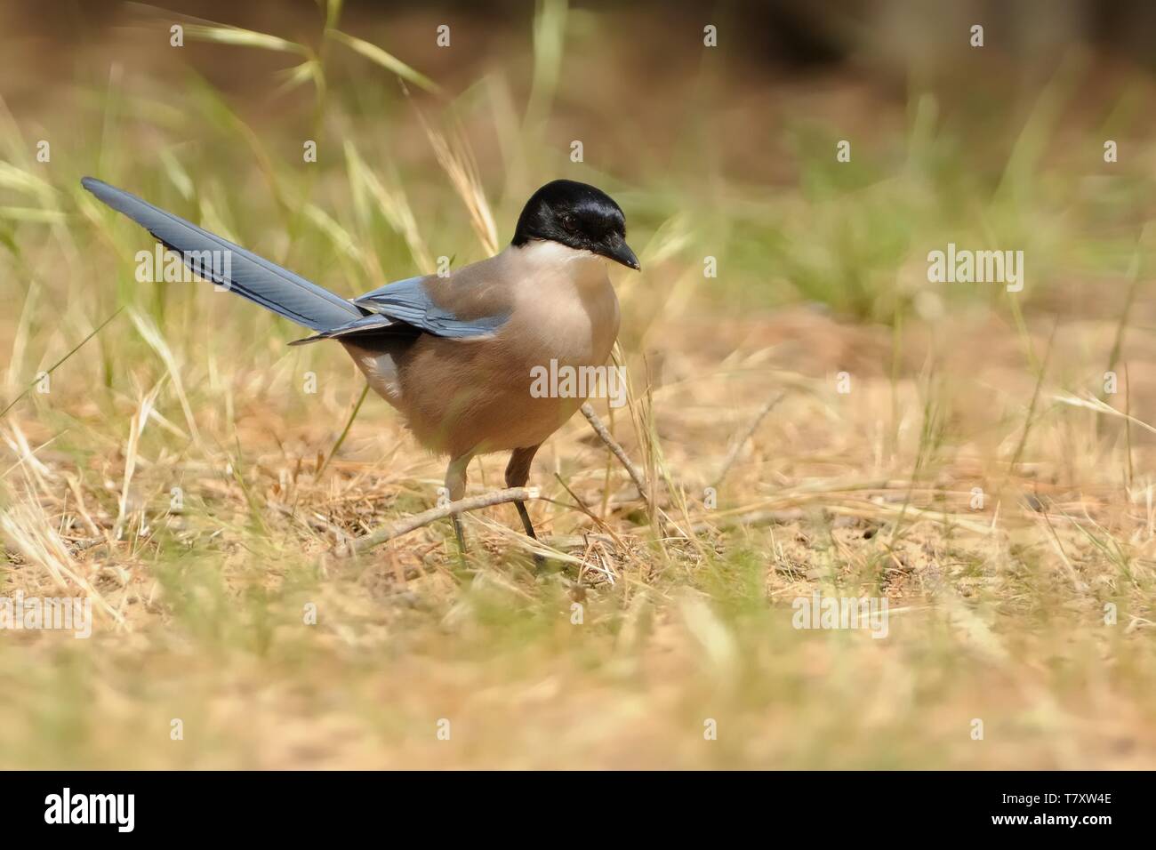 Azure - winged Magpie (Cyanopica cyanus) auf der Suche nach dem Essen. Stockfoto