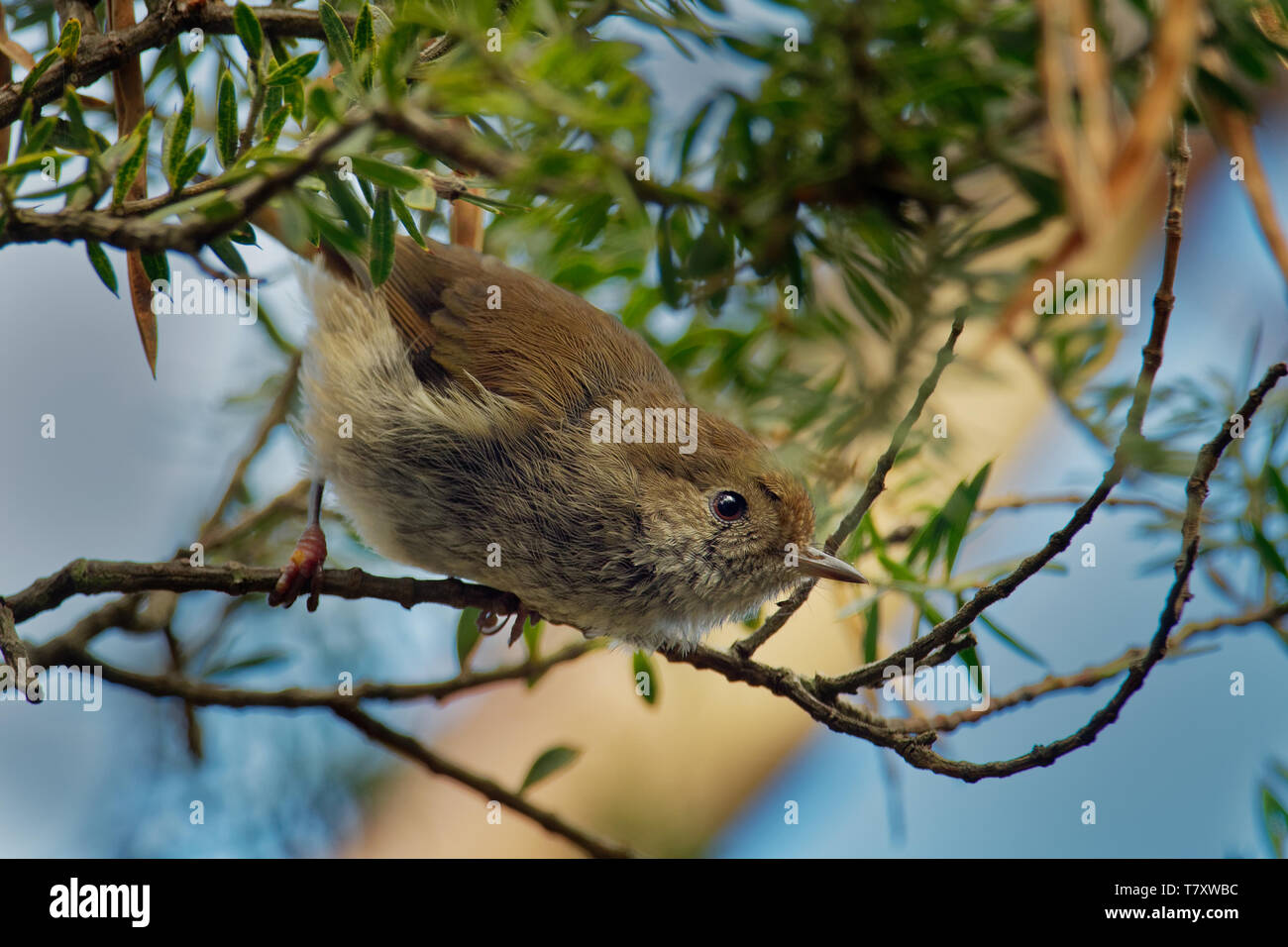 Tasmanische Thornbill - Acanthiza ewingii - kleine braune Vogel nur in Tasmanien und auf den Inseln der Bass Strait, gemeinsame Vogel in diesen Regionen, fo gefunden Stockfoto