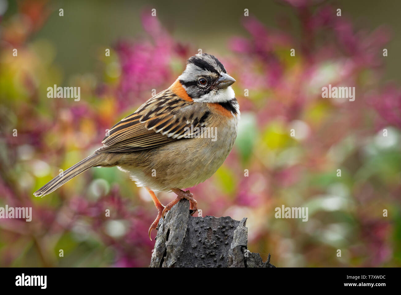 Rufous-collared Sparrow - Zonotrichia capensis ist eine US-amerikanische Sparrow in einer Vielzahl von Lebensräumen, von der extremen südöstlich von Mexiko auf Stufe Stockfoto