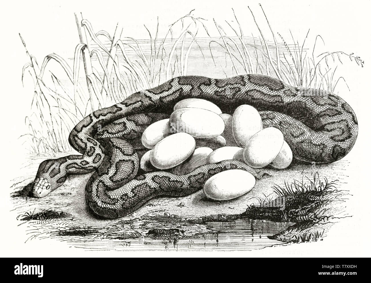 Alte naturalistischen Radierung stil Abbildung aus einem gerollten Python im hohen Gras verstecken, seine Eier brüten in der Nähe von einem kleinen Teich. Von Warner publ. Auf Magasin Pittoresque Paris 1848 Stockfoto