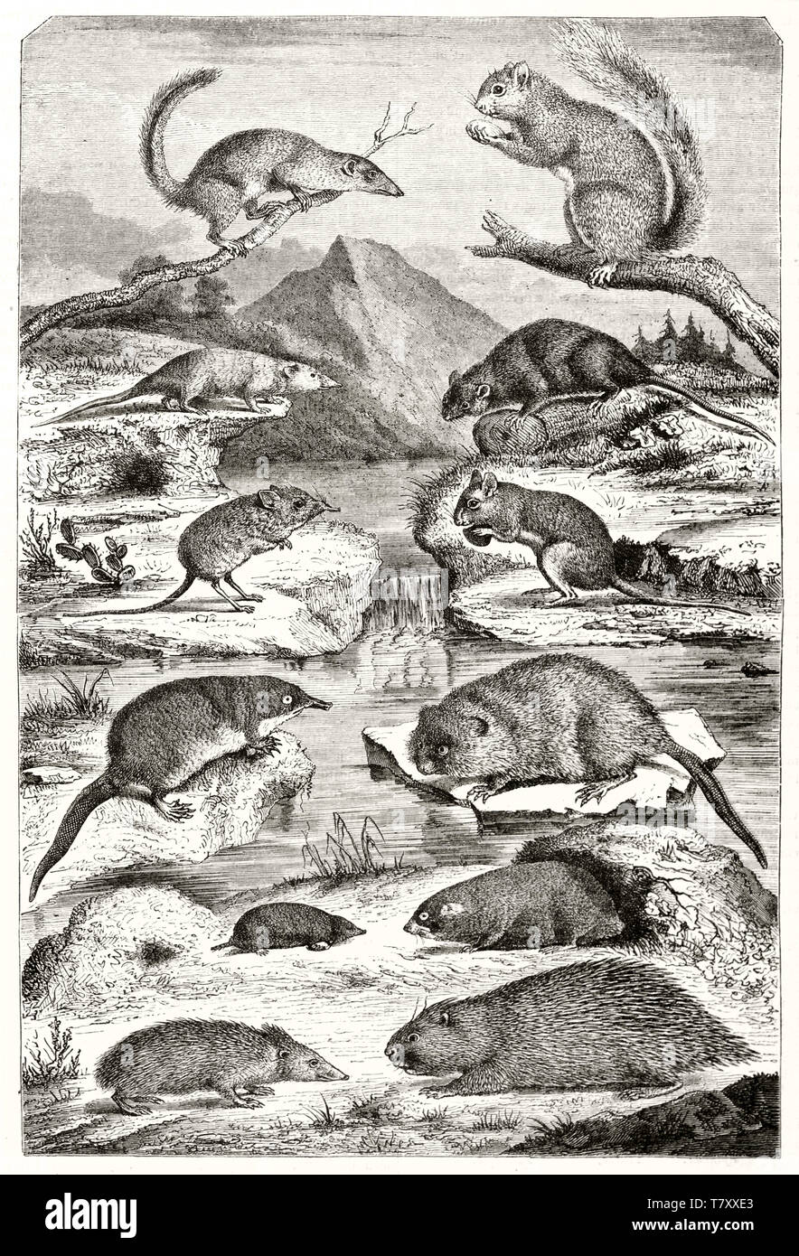 Alte Abbildung zeigt eine Reihe von Nagetieren parallel Klassifizierung nach Z. B. Saint-Hilaire. Alle Tiere ordnet in einem natürlichen Zusammenhang. Von Werner publ. Auf Magasin Pittoresque Paris-1848 Stockfoto