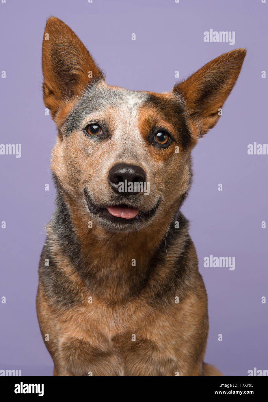 Porträt einer Australian Cattle Dog suchen cute mit Zunge etwas außerhalb auf einem violetten Hintergrund in einem Bild vertikal Stockfoto