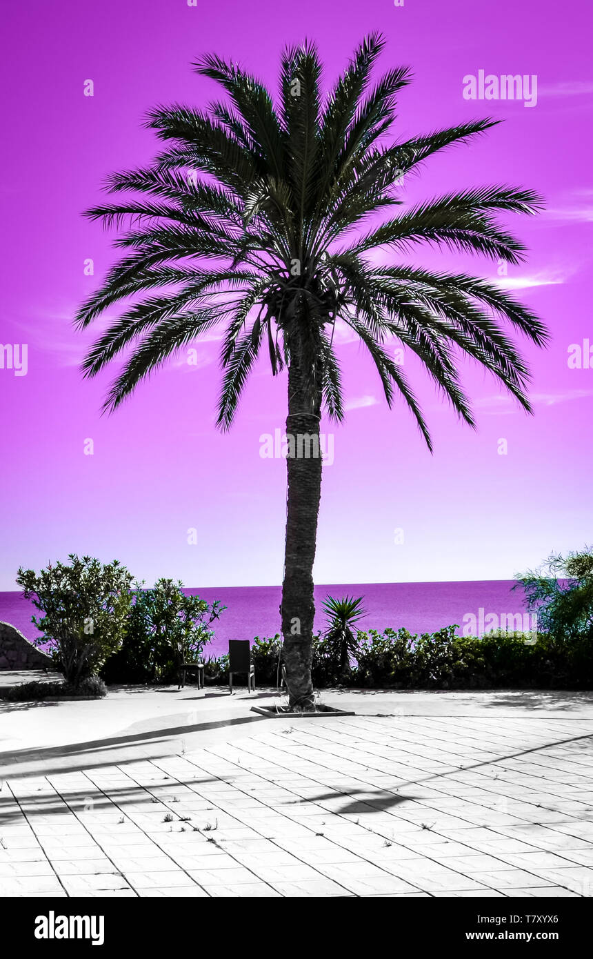 Palm Tree Silhouette mit rosa Himmel und Meer im Hintergrund. Verschiedene Arten von Tapeten mit farbverlauf Farben evozieren Sommer vibes und Ferienhäuser Gefühle. Stockfoto