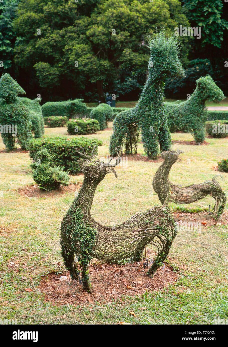 Thuja topiary -Fotos und -Bildmaterial in hoher Auflsung  Alamy