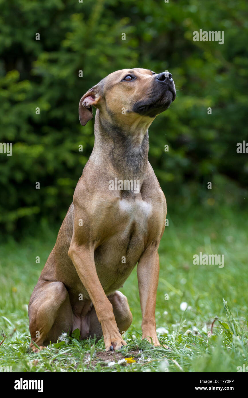 Braun American Pit Bull Terrier Dog Sitting Stockfoto