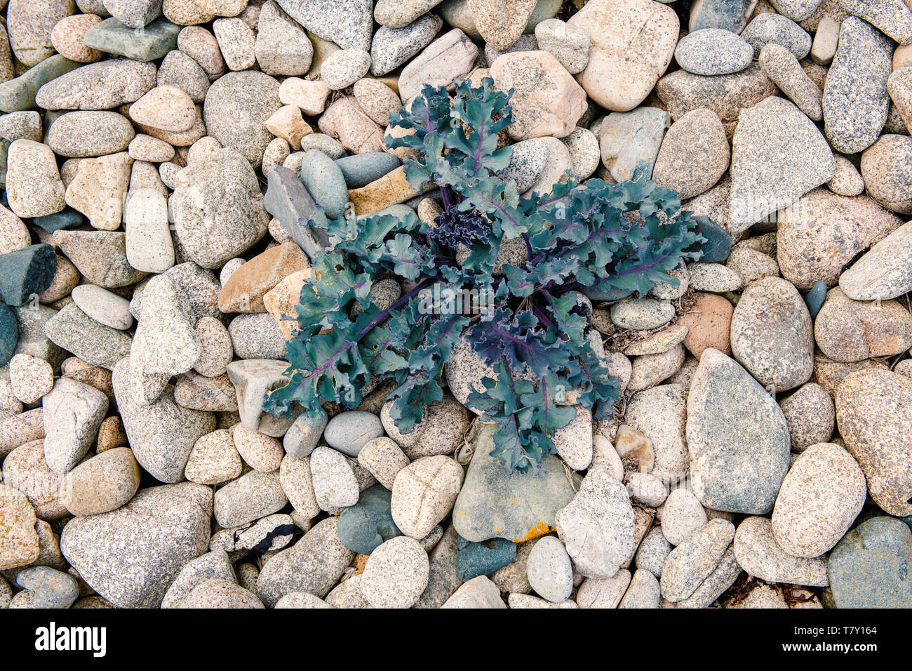Blue Green sea Kale wächst auf einem beige Kiesstrand. Stockfoto