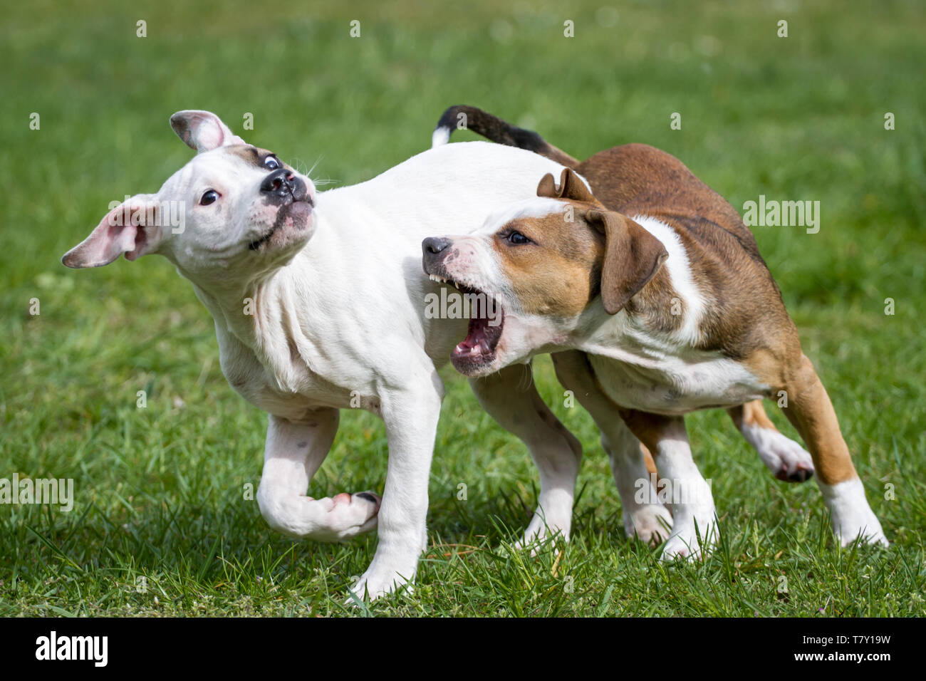 Zwei Pit Bull Welpen spielen auf einer Wiese Stockfoto