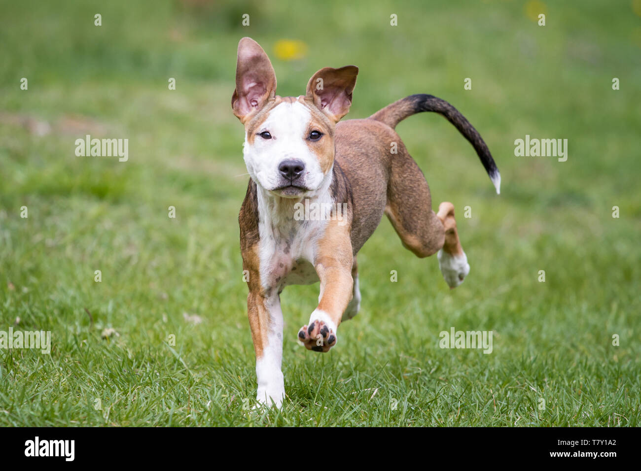 Brauner, weißer Pit Bull-Welpe, der auf einer Wiese läuft Stockfoto