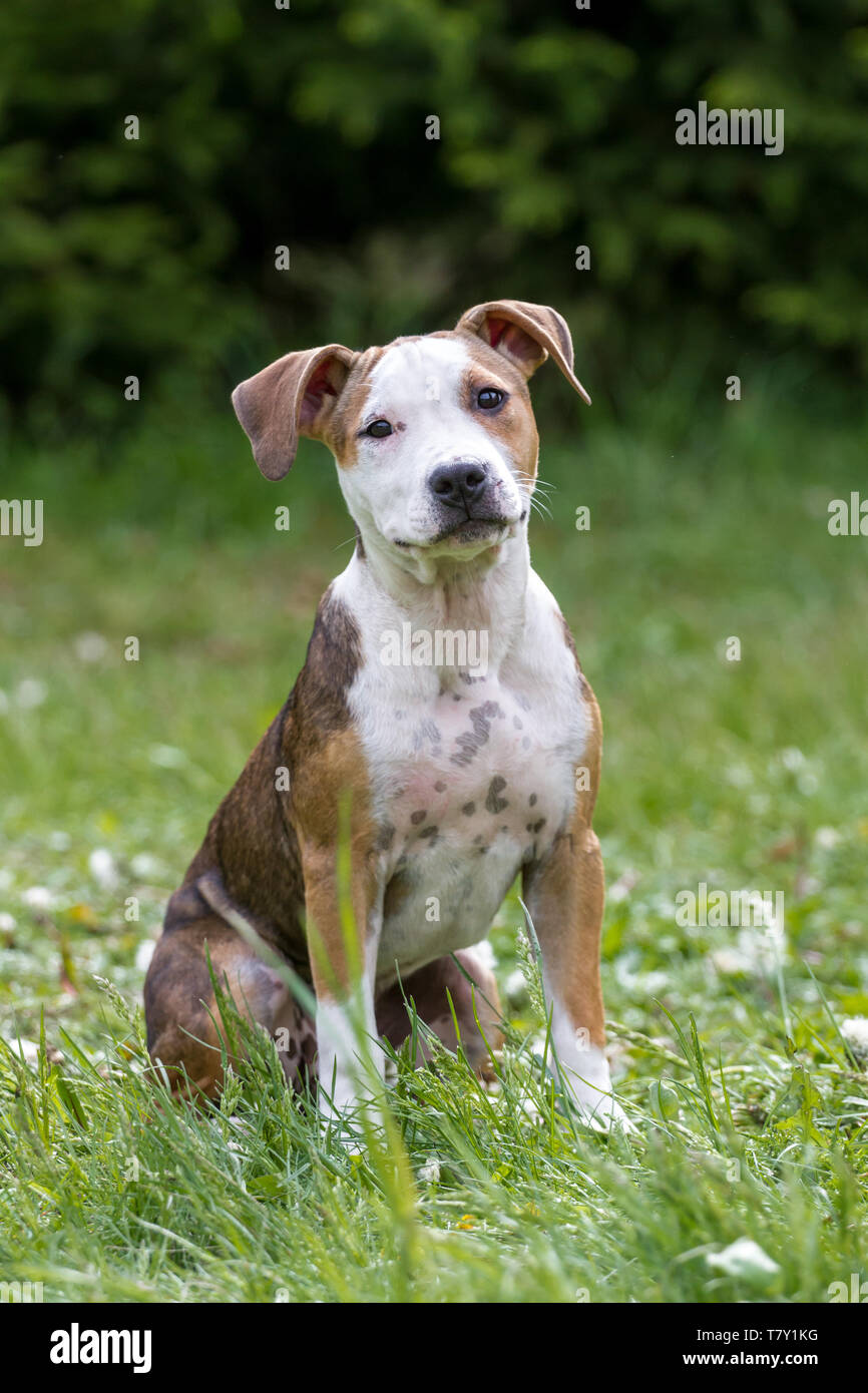Brauner weißer Pit Bull Welpe sitzt auf einer Wiese Stockfoto