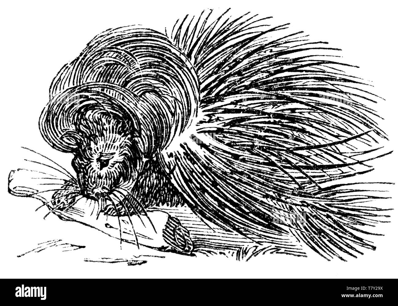 Holz graviert Illustration, von der "Schatzkammer der Natur" von Samuel Maunder, veröffentlicht 1848 Stockfoto