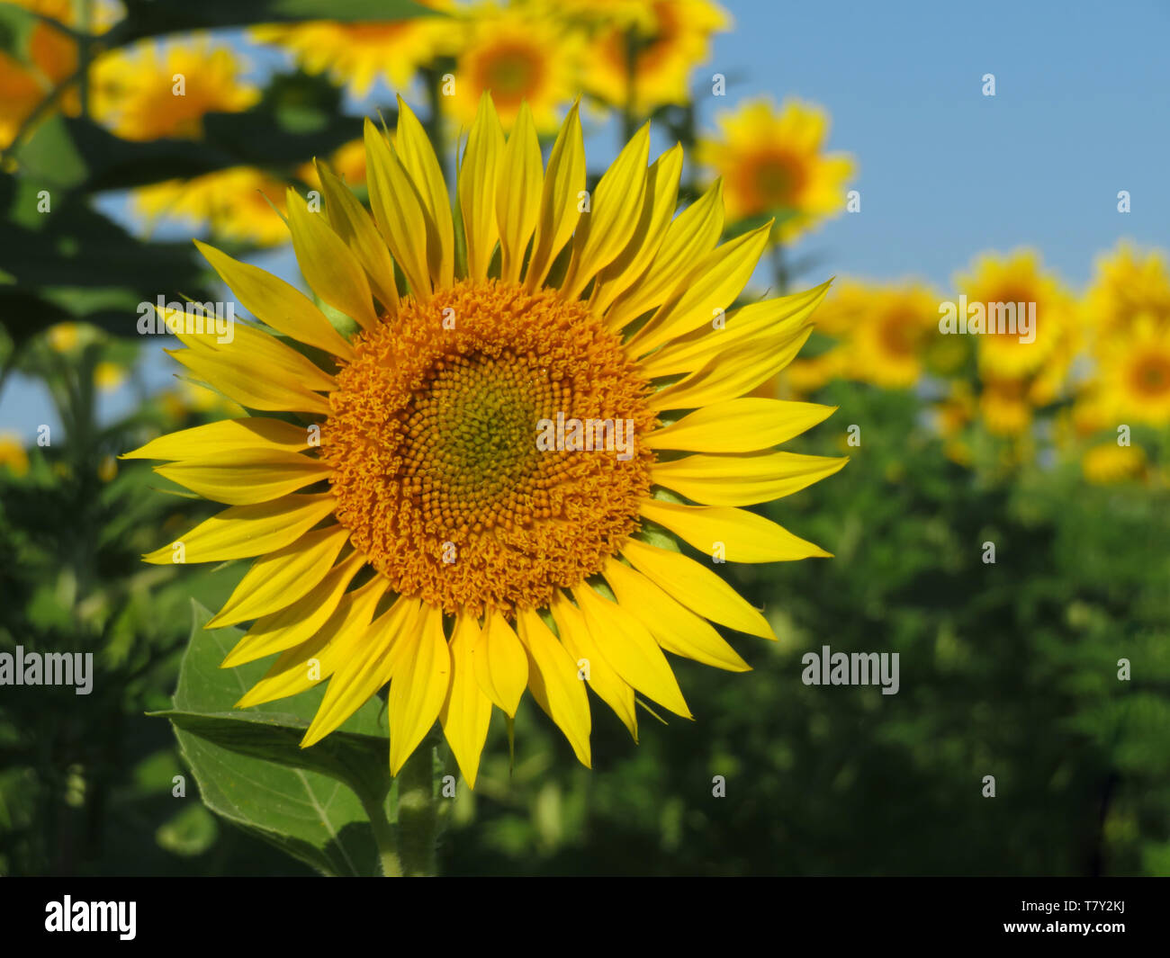 Blühende Sonnenblumen auf einem Feld und dem klaren, blauen Himmel. Malerische Landschaft, Konzept für die Produktion von Sonnenblumenöl Stockfoto